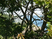 103-house behind the bushes